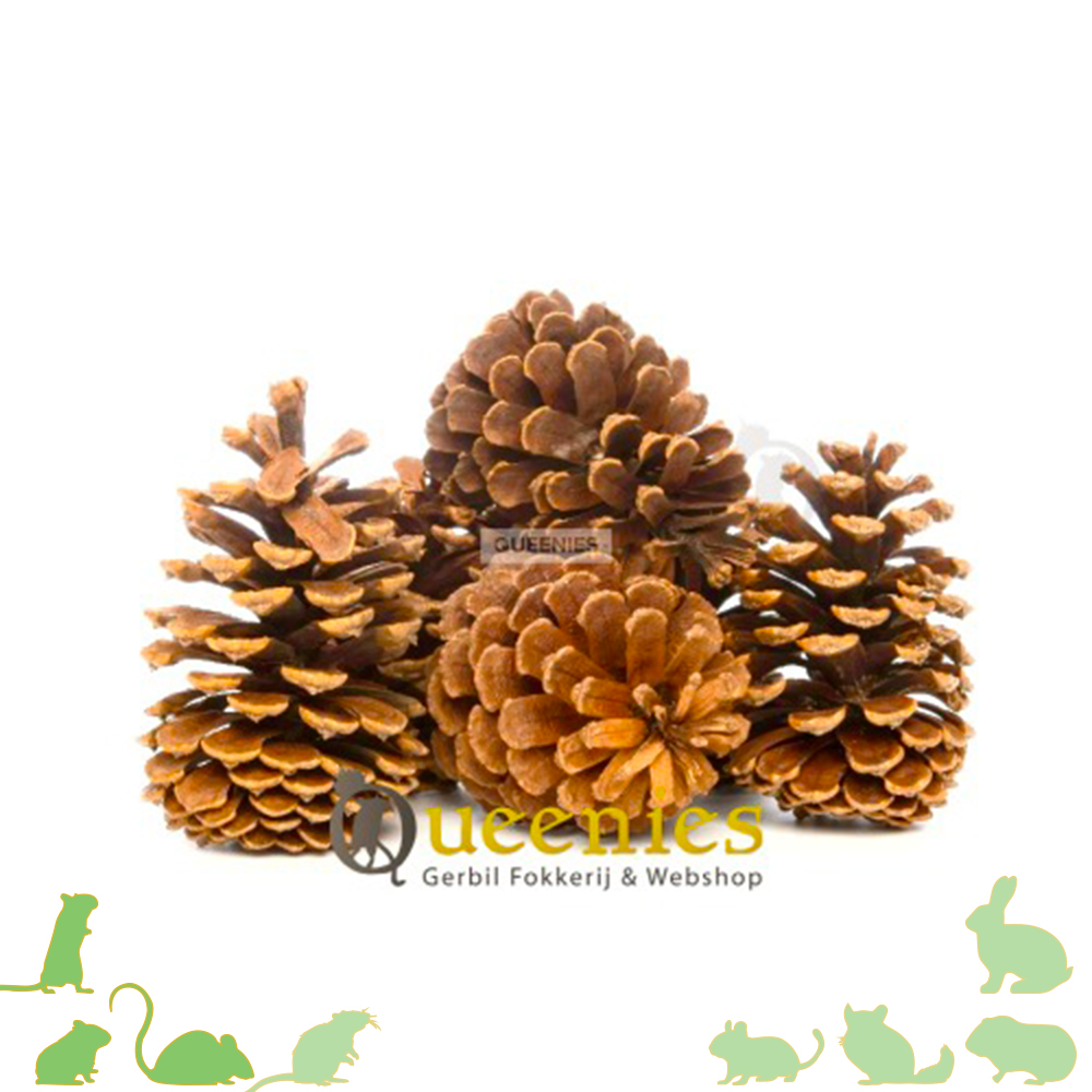 Dennenappels 5 stuks